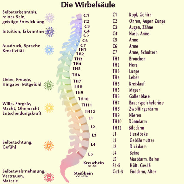 Segmente der Wirbelsule